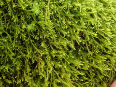 Anomodon longifolius