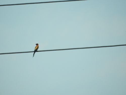 European Bee-eater