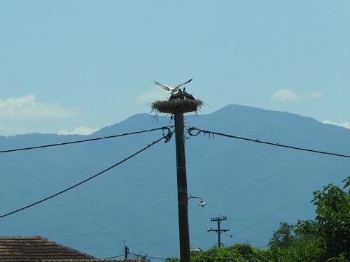 White Stork