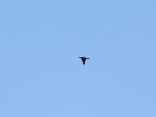 European Bee-eater
