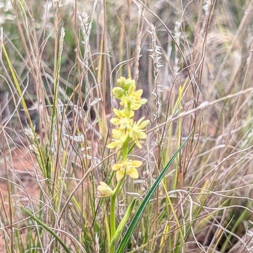 Wurmbea citrina
