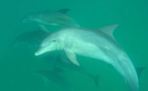 Indo-Pacific Bottlenose Dolphin