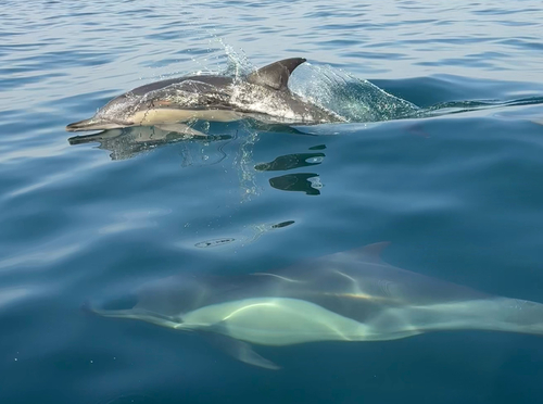 Common Dolphin