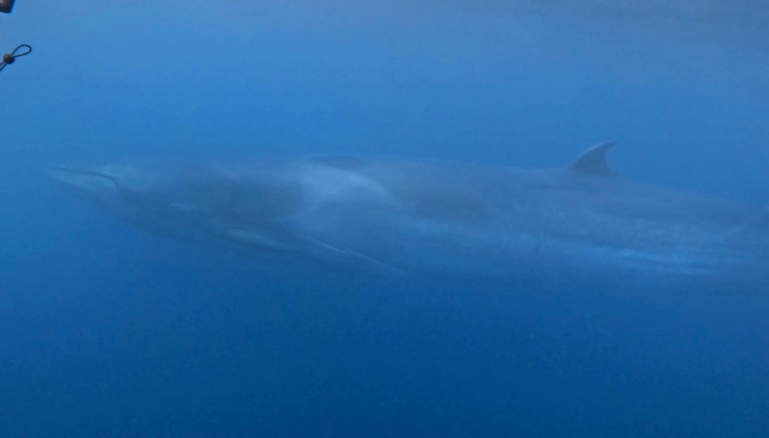 Balaenoptera edeni