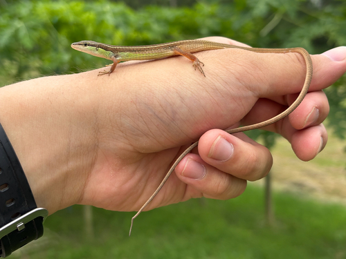 Oriental Long-tailed Grass Lizard