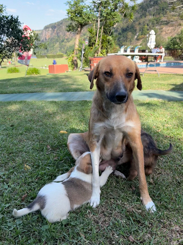 Domestic Dog