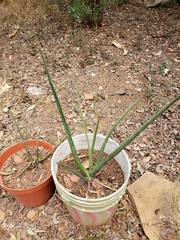 Furcraea macdougallii