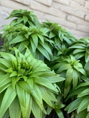 Lilieae