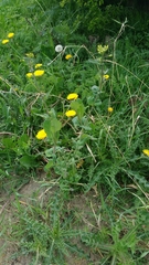 Brassica napus napus