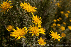 Cullumia bisulca