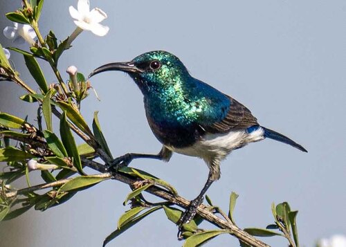 White-bellied Sunbird