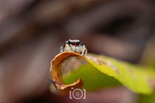 Habronattus decorus photo 2