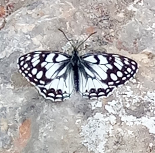 Spanish Marbled White