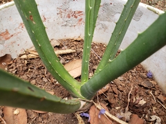 Furcraea macdougallii