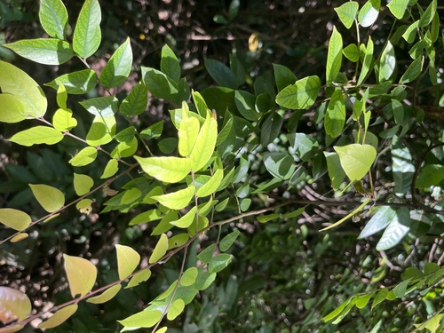 Averrhoa carambola