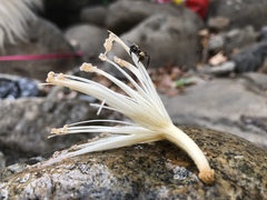 Pseudobombax septenatum