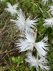 (c) Jeff Clark, some rights reserved (CC BY) Dianthus spiculifolius, photograph (c) Jeff Clark, some rights reserved (CC BY)