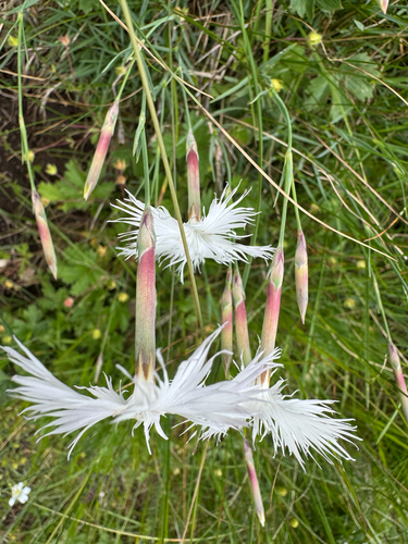Dianthus spiculifolius, photograph 3