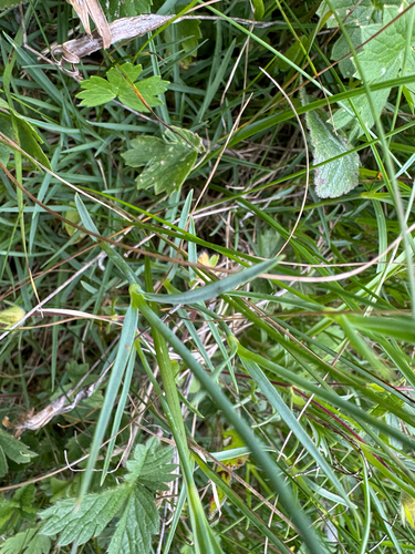Dianthus spiculifolius, photograph 4