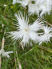 (c) Jeff Clark, some rights reserved (CC BY) Dianthus spiculifolius, photograph (c) Jeff Clark, some rights reserved (CC BY)