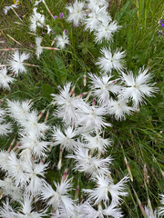 (c) Jeff Clark, some rights reserved (CC BY) Dianthus spiculifolius, photograph (c) Jeff Clark, some rights reserved (CC BY)