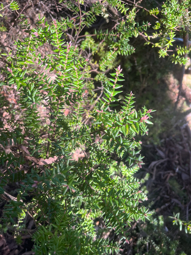 tall acrotriche