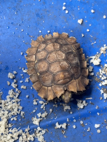 Home's Hingeback Tortoise