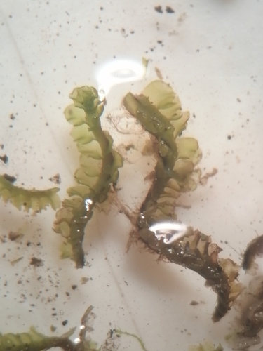 Trilophozia quinquedentata, 2026-07-04