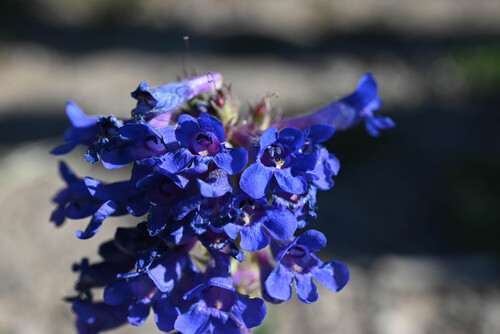 Penstemon mensarum, photograph 6