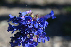 Penstemon mensarum, photograph (c) Anders Hastings, some rights reserved (CC BY)
