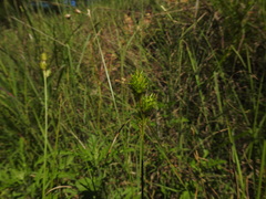 Carex tetrastachya