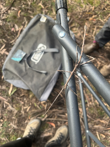 Margin-winged Stick Insect