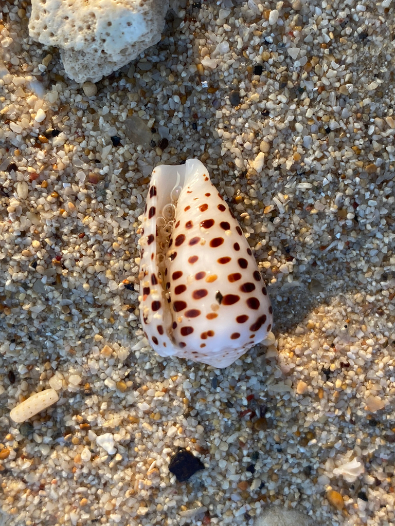 Flea-bite cone