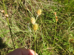 Carex tetrastachya