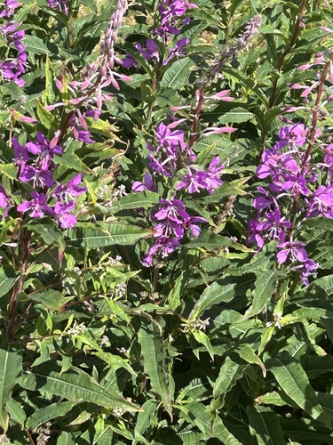 fireweed