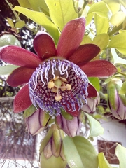 Passiflora alata