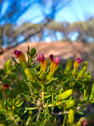 Drummondita billyacatting