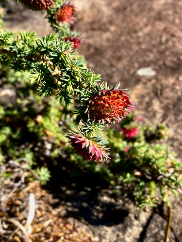 Darwinia purpurea
