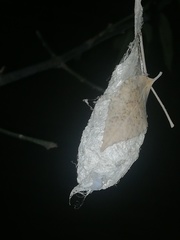 Rothschildia cinctus