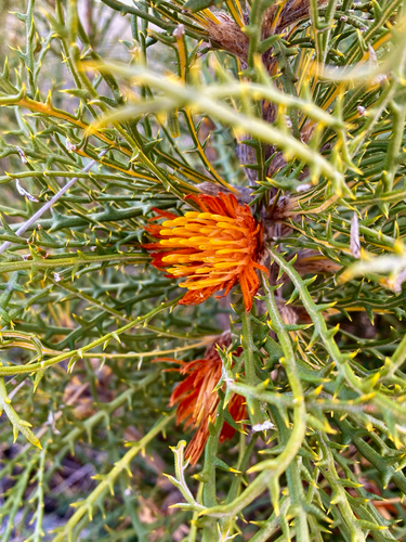 Prickly Dryandra