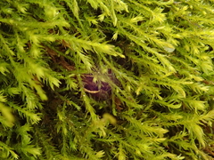 Anomodon longifolius