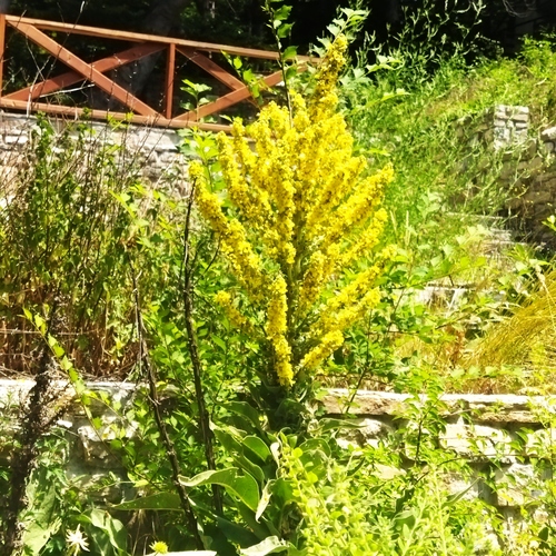 Showy mullein (Verbascum speciosum)