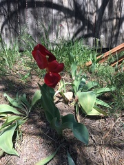 Tulipa