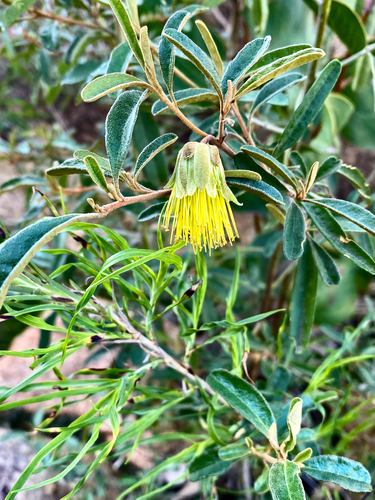 Diplolaena velutina