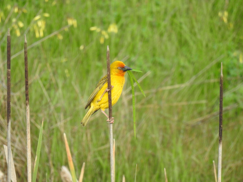 Cape Weaver