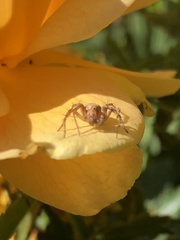 Oxyopes