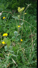 Brassica napus napus
