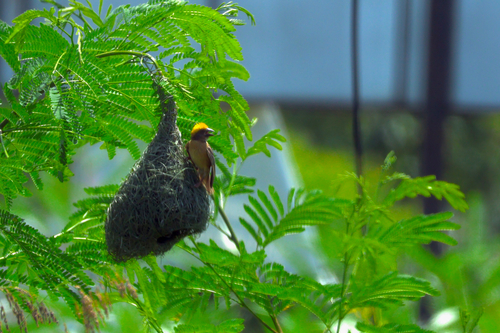 Baya Weaver
