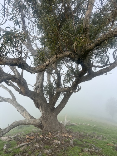 Eucalyptus goniocalyx, photograph 5