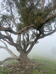 Eucalyptus goniocalyx, photograph author not stated, no rights reserved